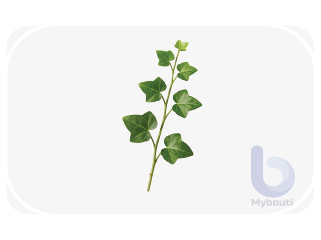 Ivy