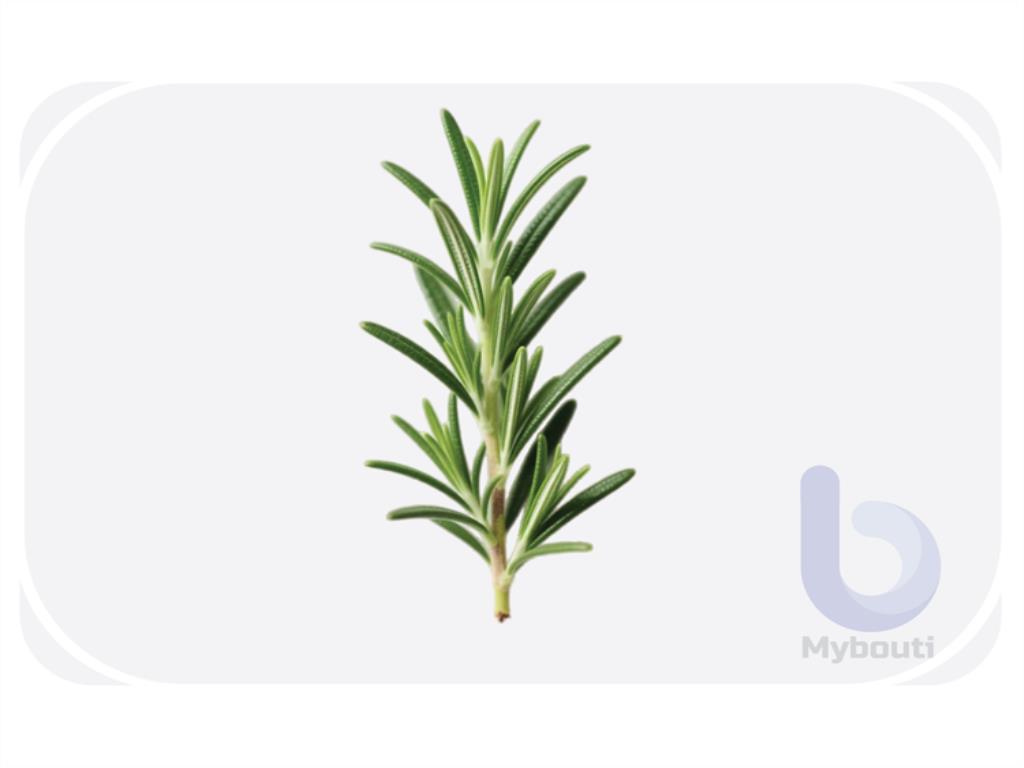 Rosemary