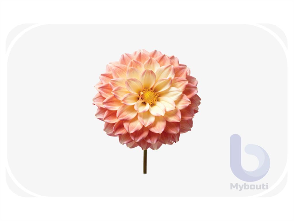 dahlia