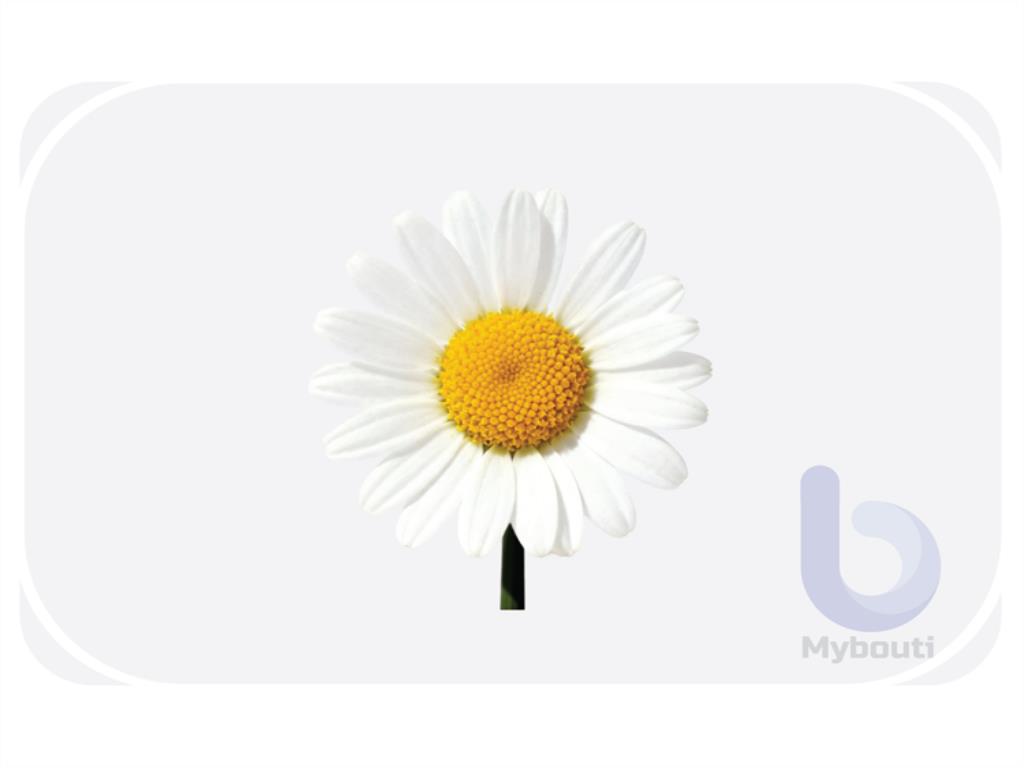 Daisy