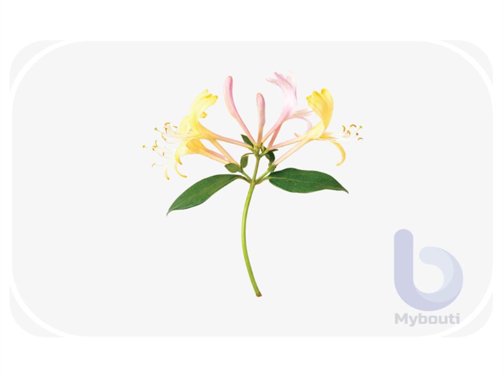 honeysuckle