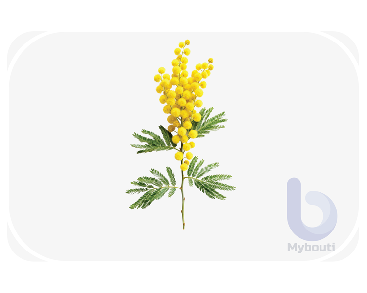 mimosa