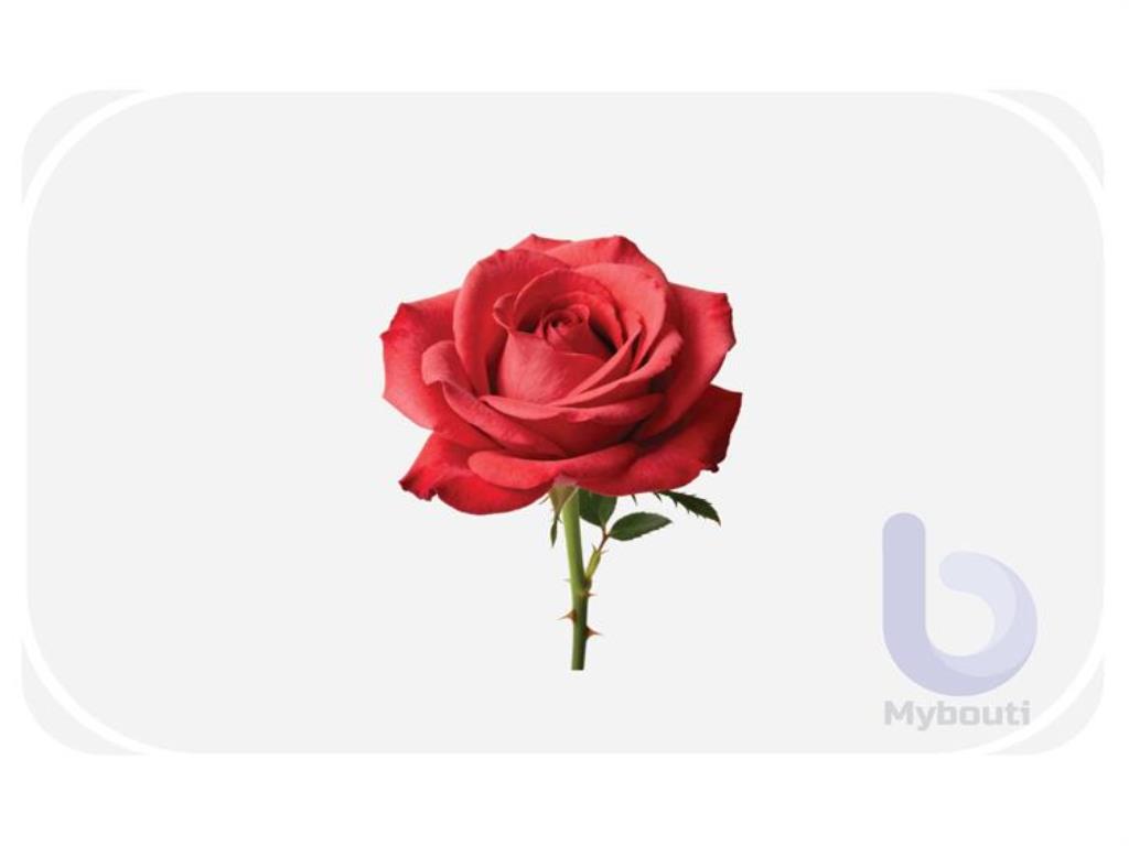 الورود
