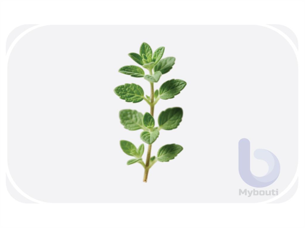 thyme